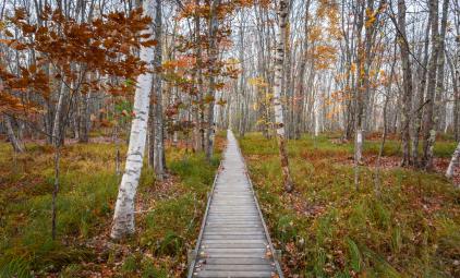 wooden path in the woods