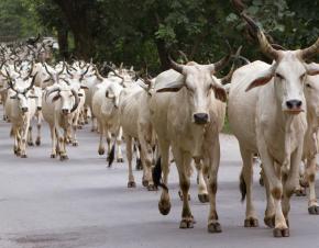 cows running in India