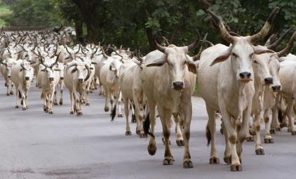 cows running in India