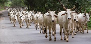 cows running in India