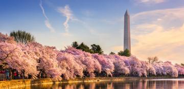 reflective pool dc