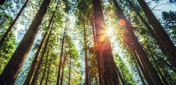 east texas pine trees