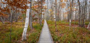 wooden path in the woods
