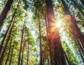 east texas pine trees