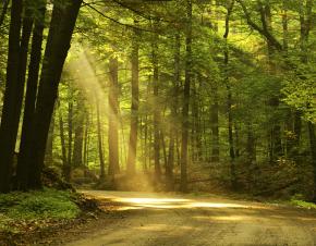 Road thought the woods with sunlight on it.