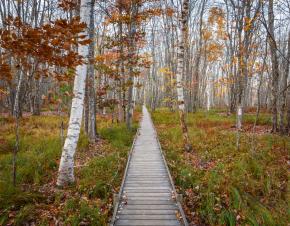 wooden path in the woods